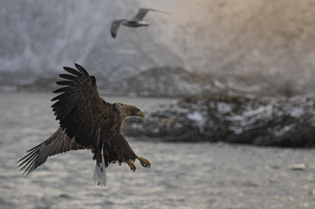Havørn med klørne ute i Lofoten