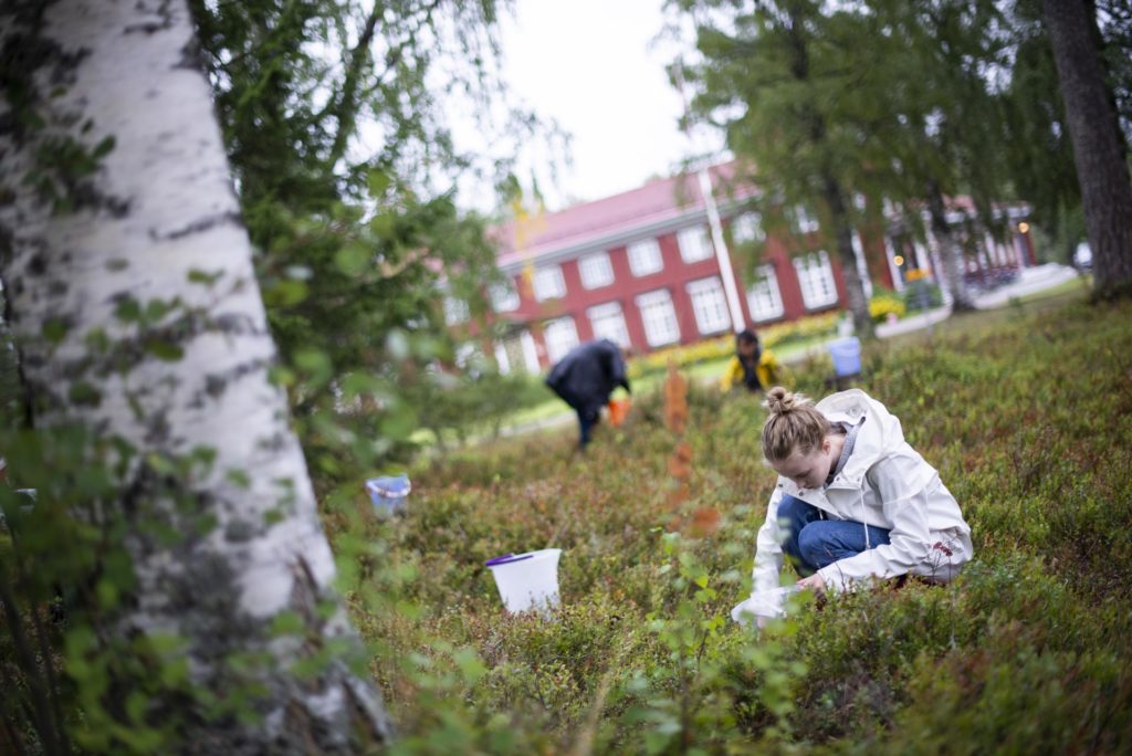 Elever plukker blåbær på Elverum folkehjøgskole