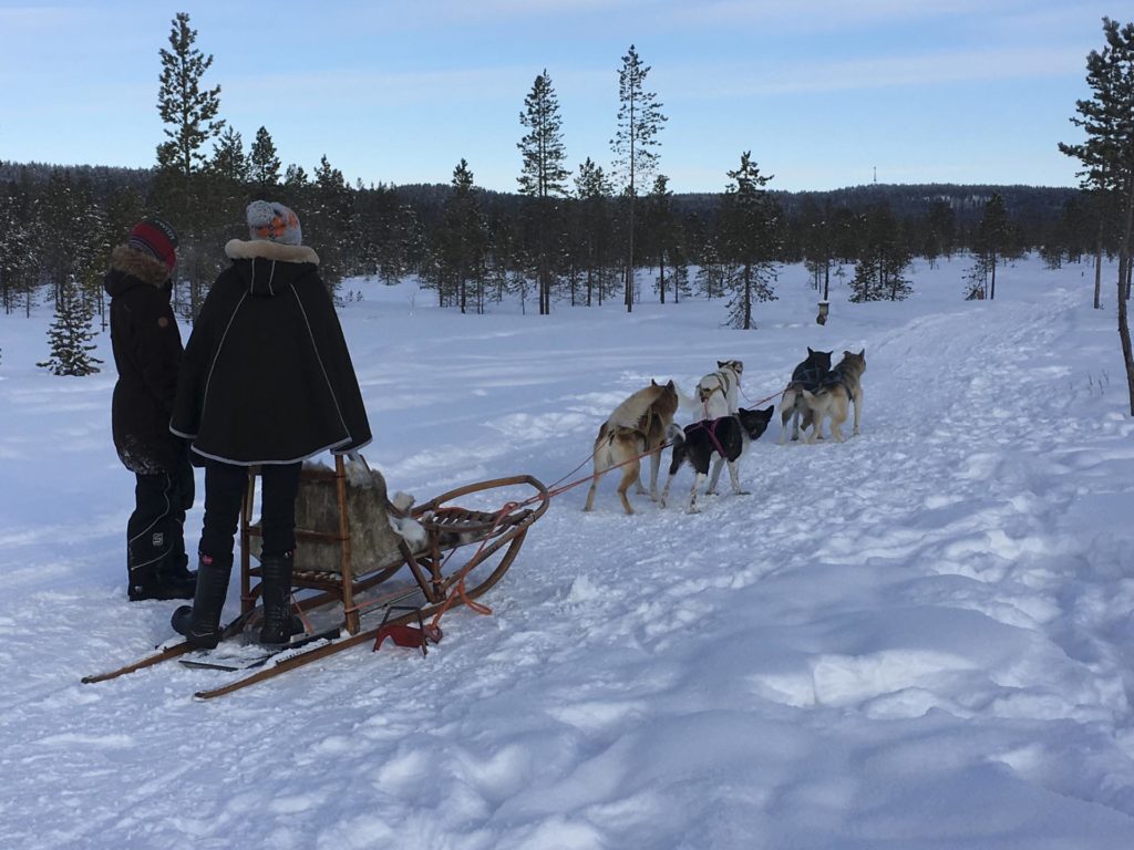 Hundekjøring på snø