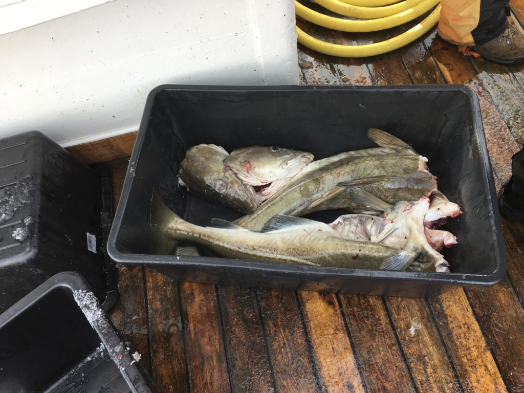 Balje med dagens fiskefangst