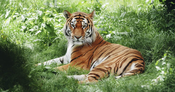 Tiger i gresset