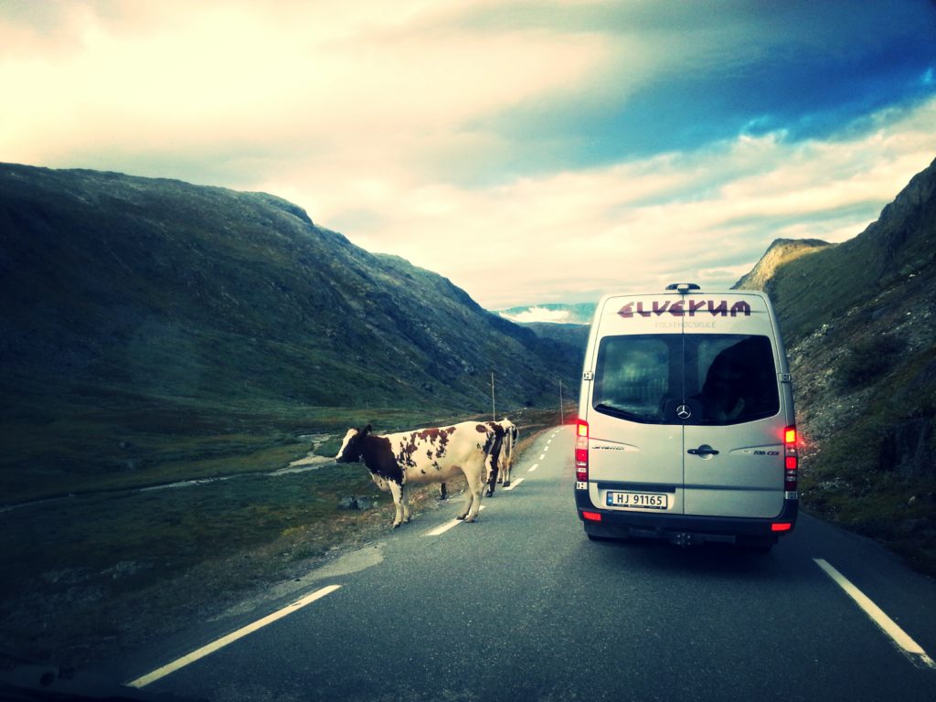 Minibuss fra Elverum folkehøgskole ved siden av ku