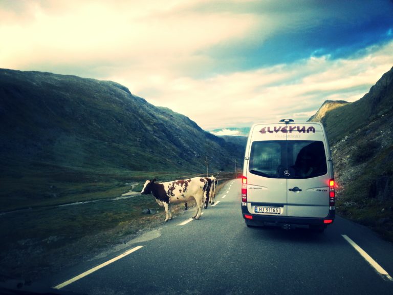 Minibuss fra Elverum folkehøgskole ved siden av ku